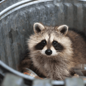 racoon in trash can