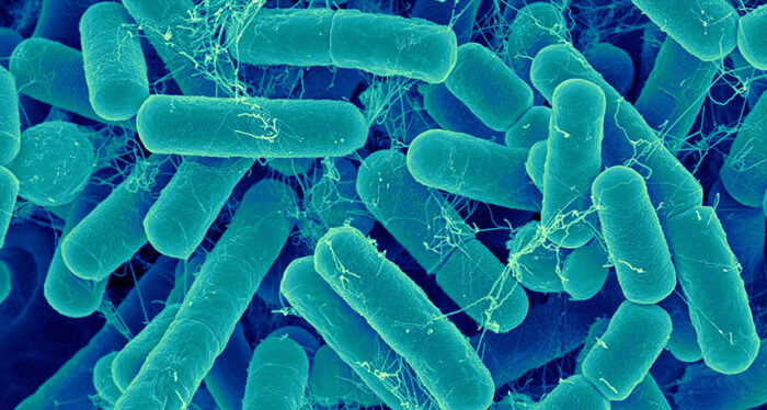 Clean Bacteria How Cleaning Your Trash Can Prevents the Spread of Bacteria to Your ...